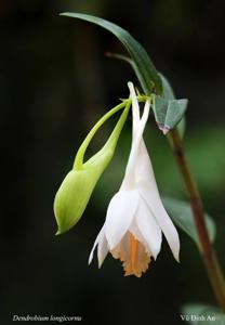 Dendrobium longicornu