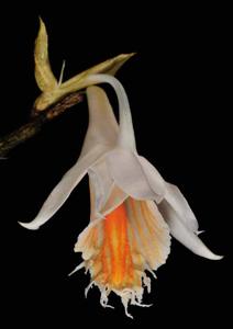 Dendrobium longicornu