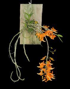 Dendrobium unicum