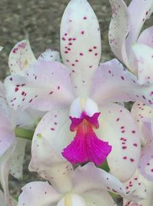 Cattleya amethystoglossa