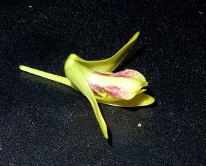 Dendrobium luzonense