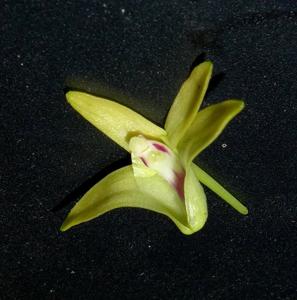 Dendrobium luzonense