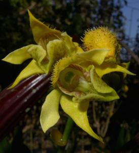 Dendrobium macrophyllum