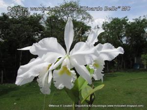 Cattleya warneri