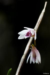 Dendrobium metrium