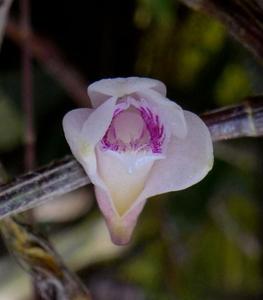 Dendrobium metrium