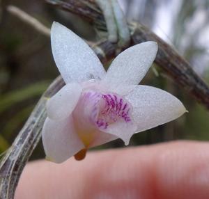 Dendrobium metrium