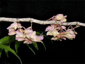 Dendrobium cumulatum