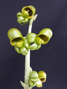 Catasetum lucis