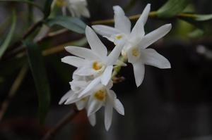 Dendrobium moniliforme