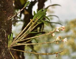 Dendrobium moniliforme