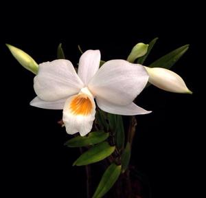 Dendrobium multilineatum