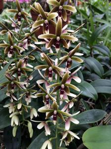 Dendrobium munificum