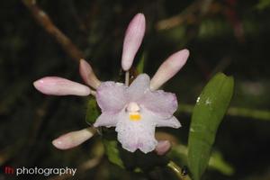 Dendrobium mutabile