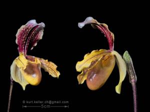 Paphiopedilum barbigerum var. sulivongii