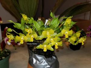 Lycaste campbellii