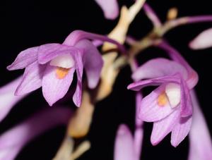 Dendrobium hasseltii