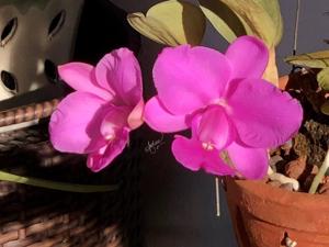 Cattleya walkeriana