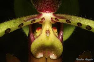 Paphiopedilum lowii