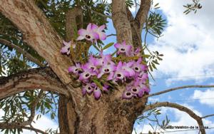 Dendrobium nobile