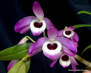 Dendrobium nobile