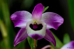 Dendrobium nobile