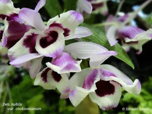 Dendrobium nobile