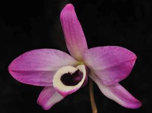 Dendrobium nobile