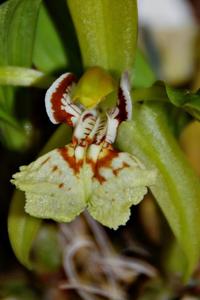 Coelogyne schilleriana