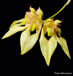 Bulbophyllum annandalei