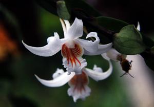 Dendrobium ochraceum