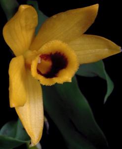Dendrobium ochreatum