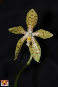 Phalaenopsis pallens