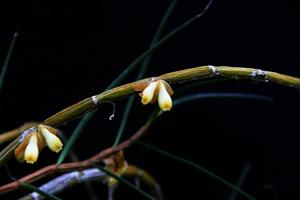 Dendrobium pachyglossum