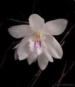 Dendrobium papilio