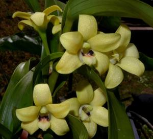 Dendrobium papyraceum