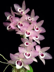 Dendrobium parishii