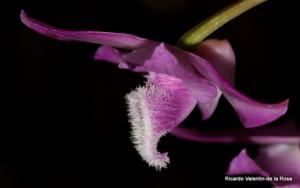 Dendrobium parishii