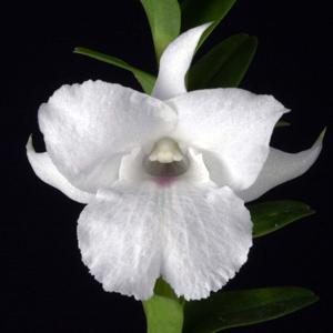 Dendrobium parthenium