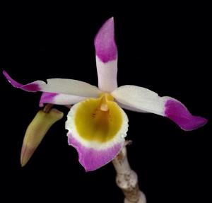 Dendrobium pendulum