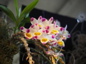 Dendrobium pendulum