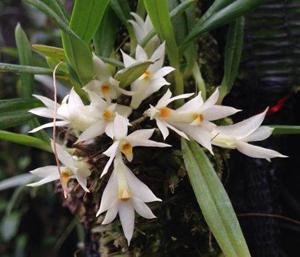 Dendrobium pentapterum