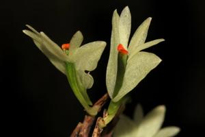 Dendrobium pentapterum