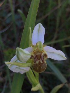 Ophrys apifera