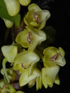 Dendrobium pleianthum