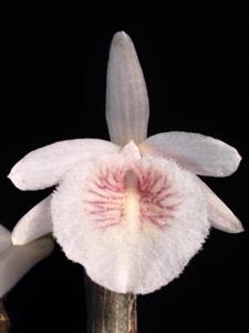 Dendrobium polyanthum