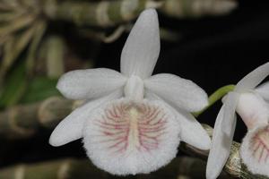 Dendrobium polyanthum