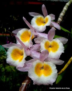 Dendrobium polyanthum