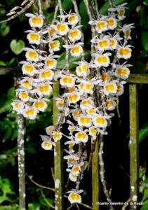 Dendrobium polyanthum