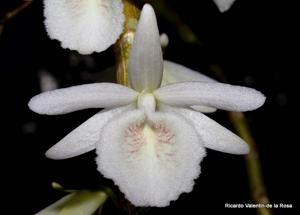 Dendrobium polyanthum